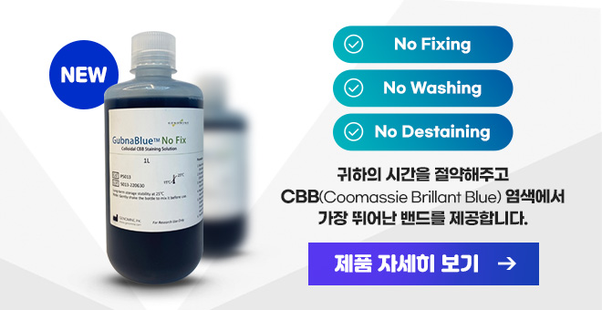 귀하의 시간을 절약해주고 CBB(Coomassie Brillant Blue) 염색에서 가장 뛰어난 밴드를 제공합니다.